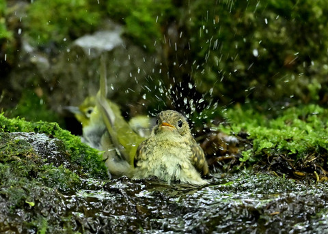 キビタキ幼鳥0387
