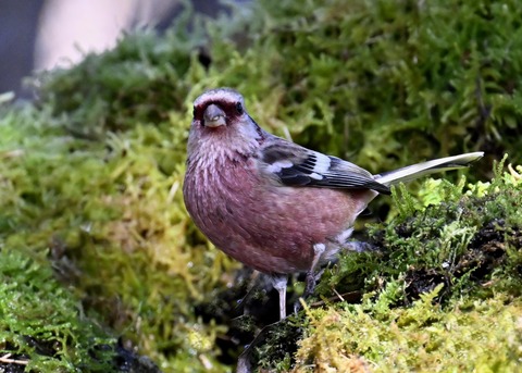 ベニマシコ♂6805