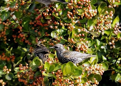 ホシムクドリ7091○