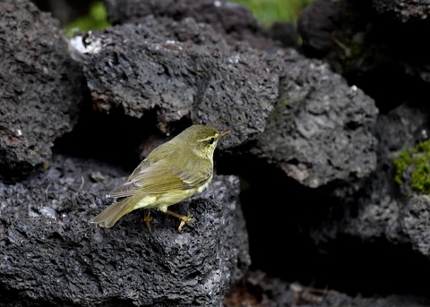 メボソムシクイ0941