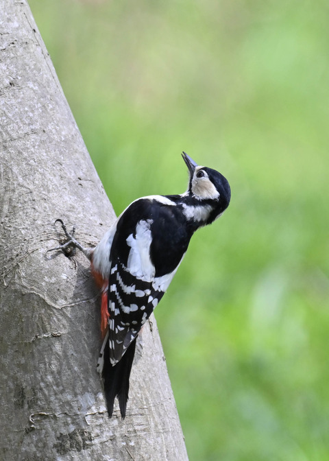 アカゲラ♀5248
