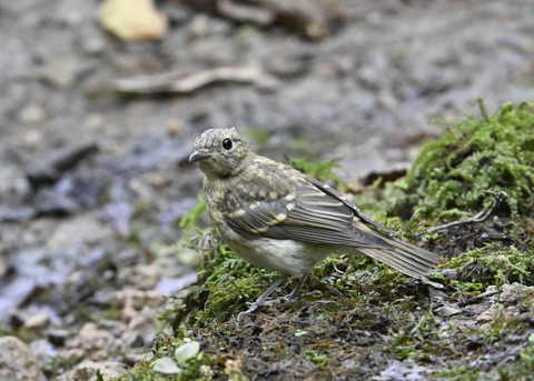 オオルリ♀幼鳥6385
