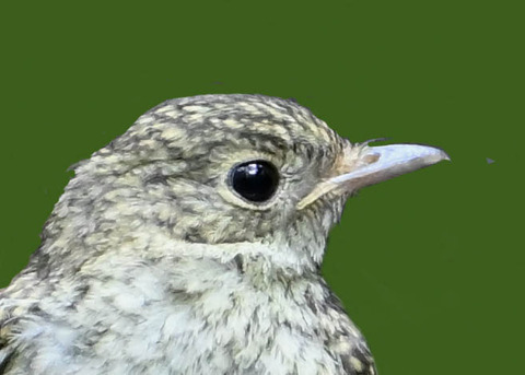 キビタキ幼鳥2001