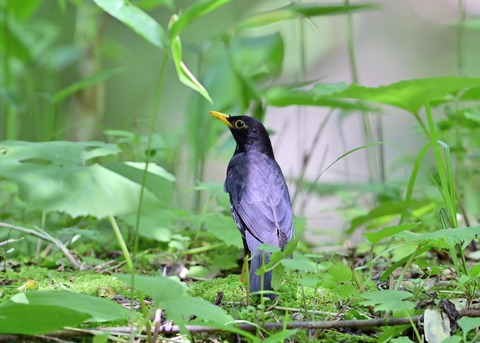 クロツグミ♂6566