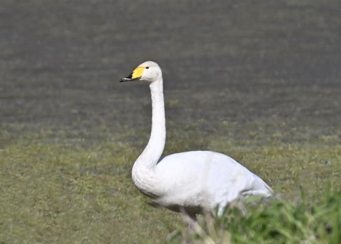 オオハクチョウ8249