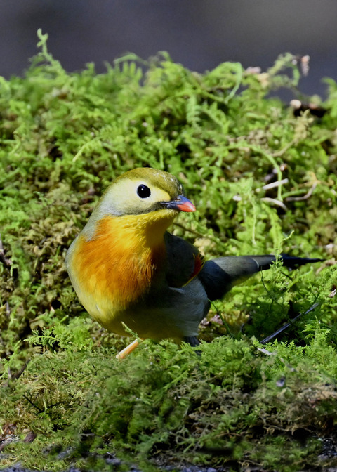 ソウシチョウ1192