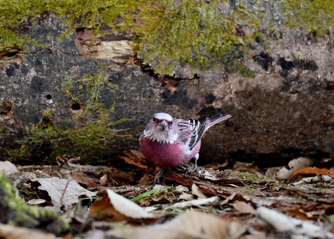 オオマシコ♂9736