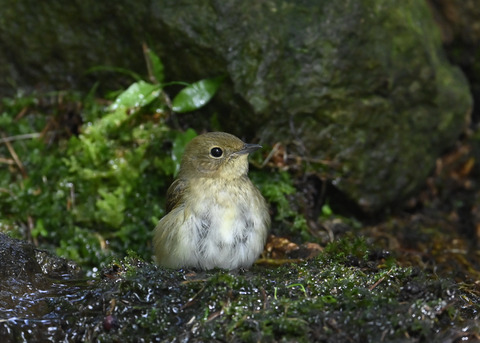 キビタキ♀3266