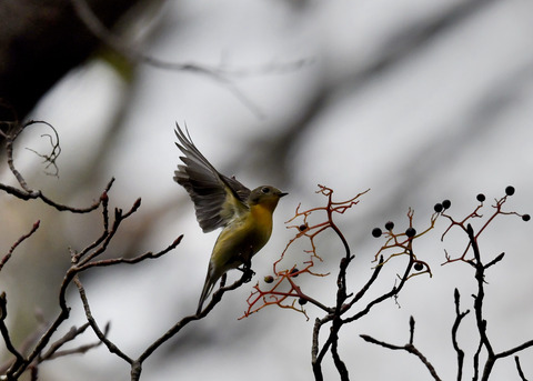 飛ぶ・ムギマキ♀5318
