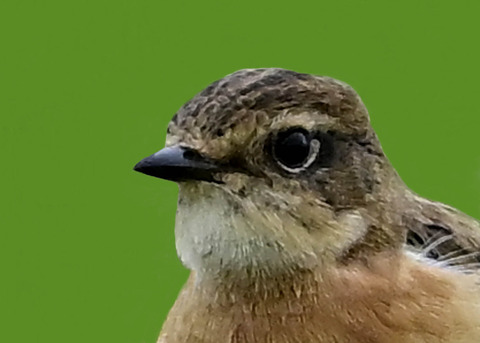 ノビタキ♀9001