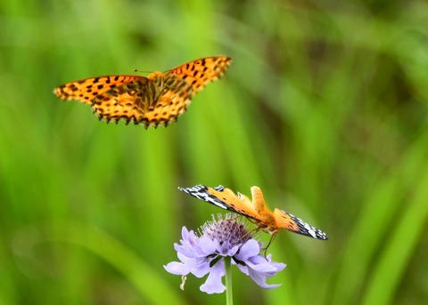 ツマグロヒョウモン2975