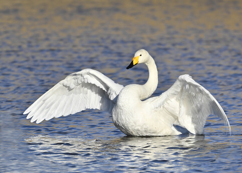 オオハクチョウ7654
