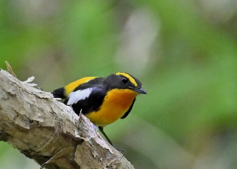 キビタキ成鳥♂6001