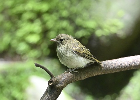キビタキ幼鳥3489