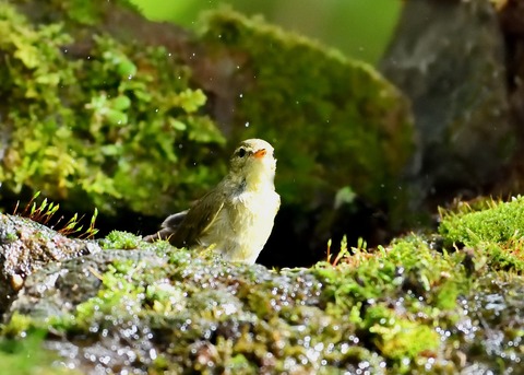 メボソムシクイ0707