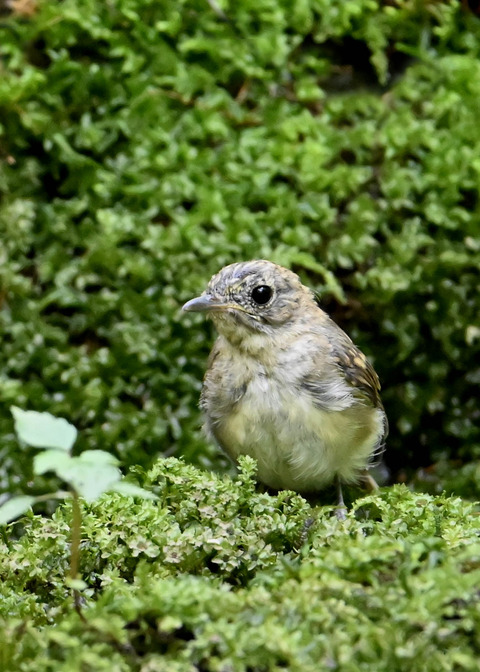 オオルリ♀幼鳥3709