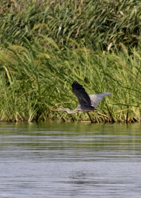 ムラサキサギ6633