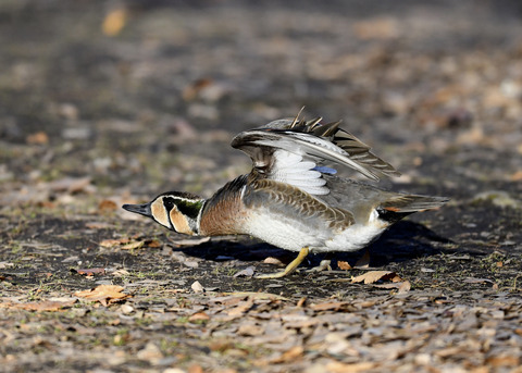 トモエガモ♂2173