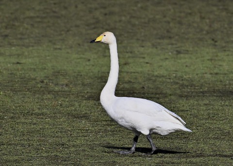 オオハクチョウ3837