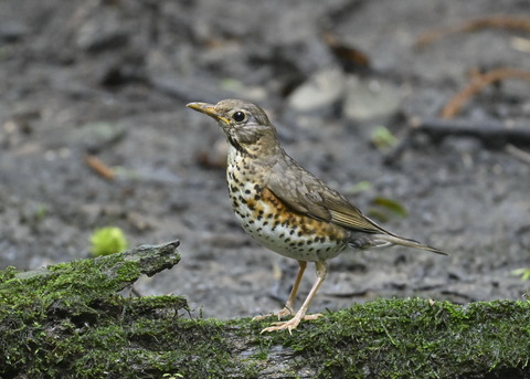 クロツグミ♀幼鳥5007