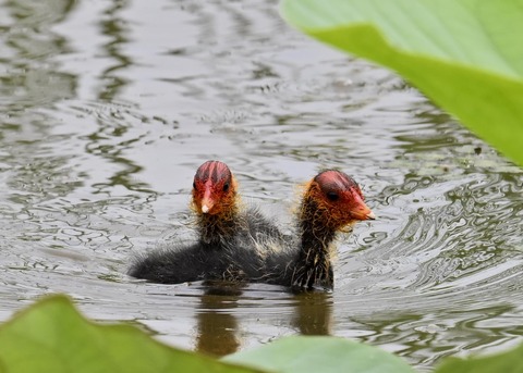 オオバンのヒナ7226