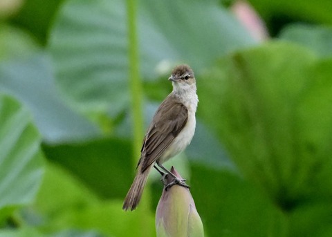 オオヨシキリ9153