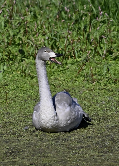 オオハクチョウ幼鳥2891
