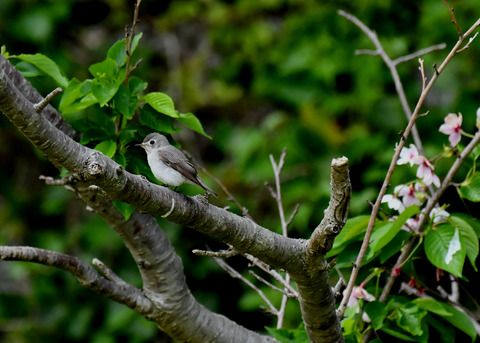 コサメビタキ7260