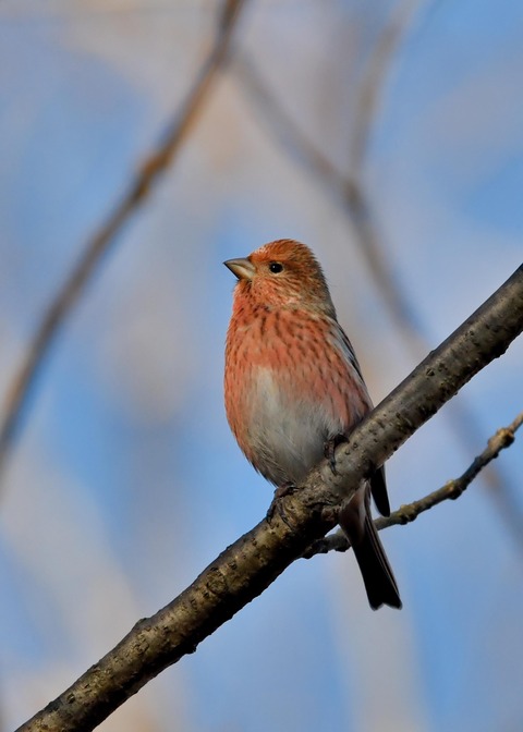 オオマシコ♀5579