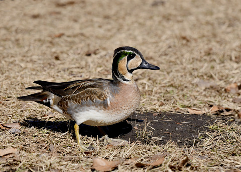 トモエガモ♂1426