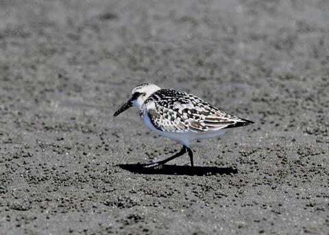 ミユビシギ幼羽9285