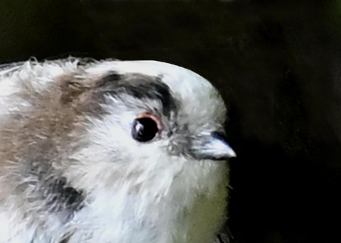 エナガ幼鳥7001