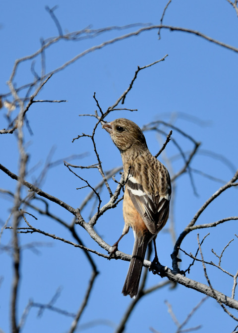 ベニマシコ♀3646