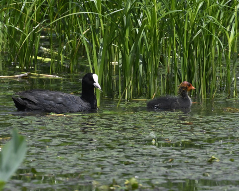 オオバンの親子6127