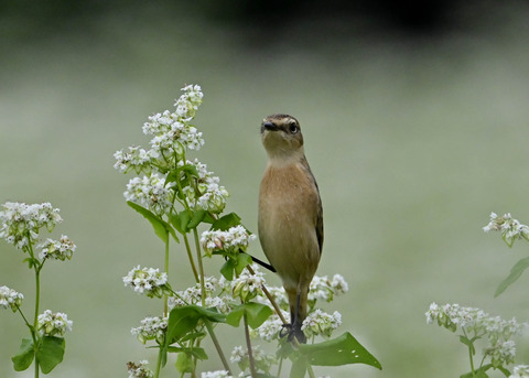 ノビタキ♀5388