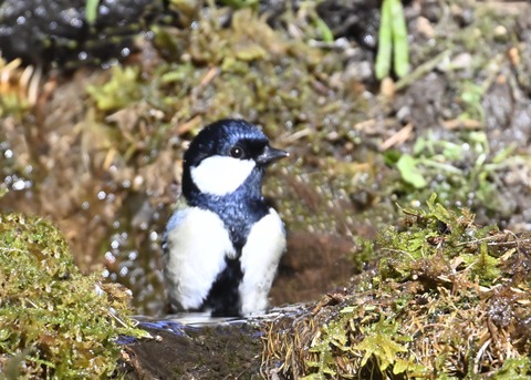 シジュウカラ7541