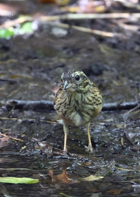ホオジロ幼鳥6334