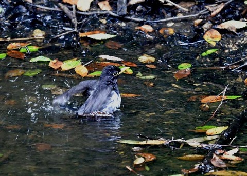 クロツグミ♂0436