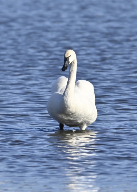 アメリカコハクチョウ8772