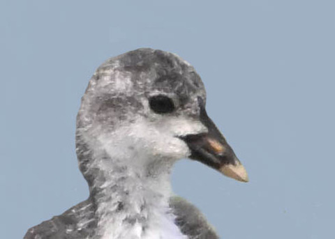72オオバン幼鳥6001