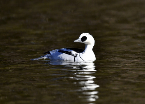 ミコアイサ♂8720