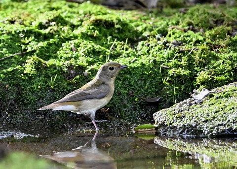 キビタキ♀1797