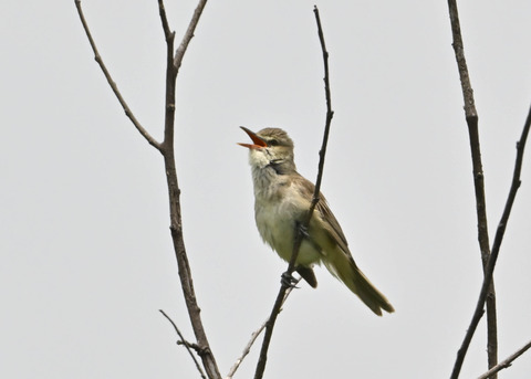 オオヨシキリ1396