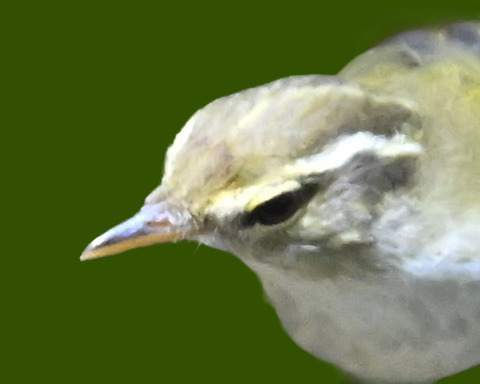 センダイムシク2000