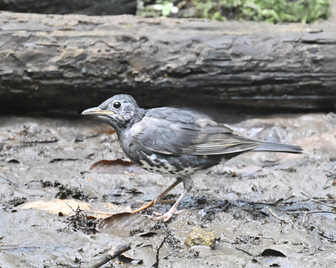 マミジロ♂幼鳥3767
