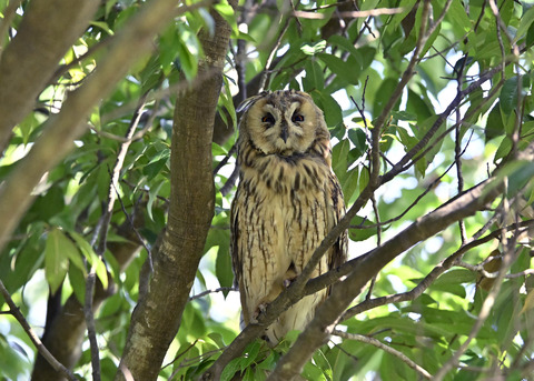 トラフズク♂3245