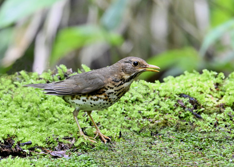 クロツグミ♀3921