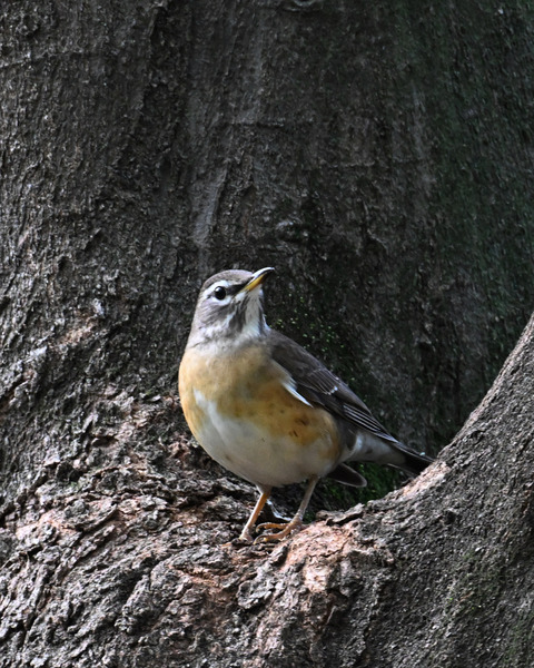 マミチャジナイ9380