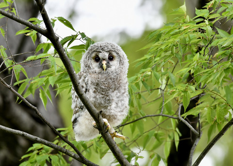 フクロウのヒナ②0043