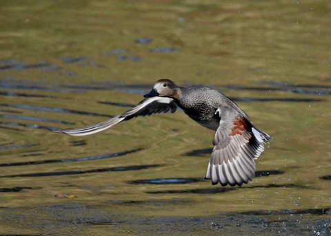 飛ぶ・オカヨシガモ♂8030